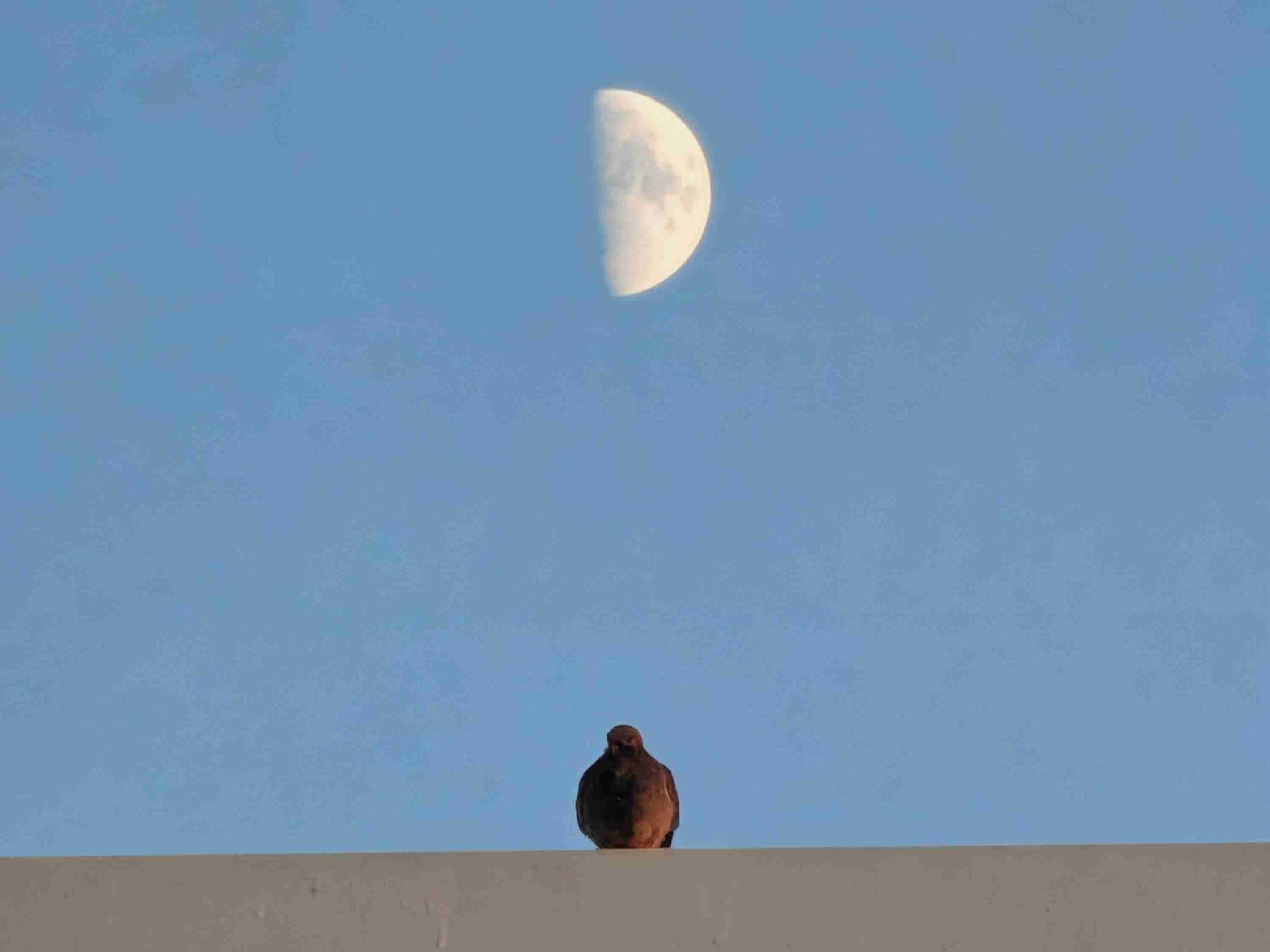 Optimized JPG or WebP