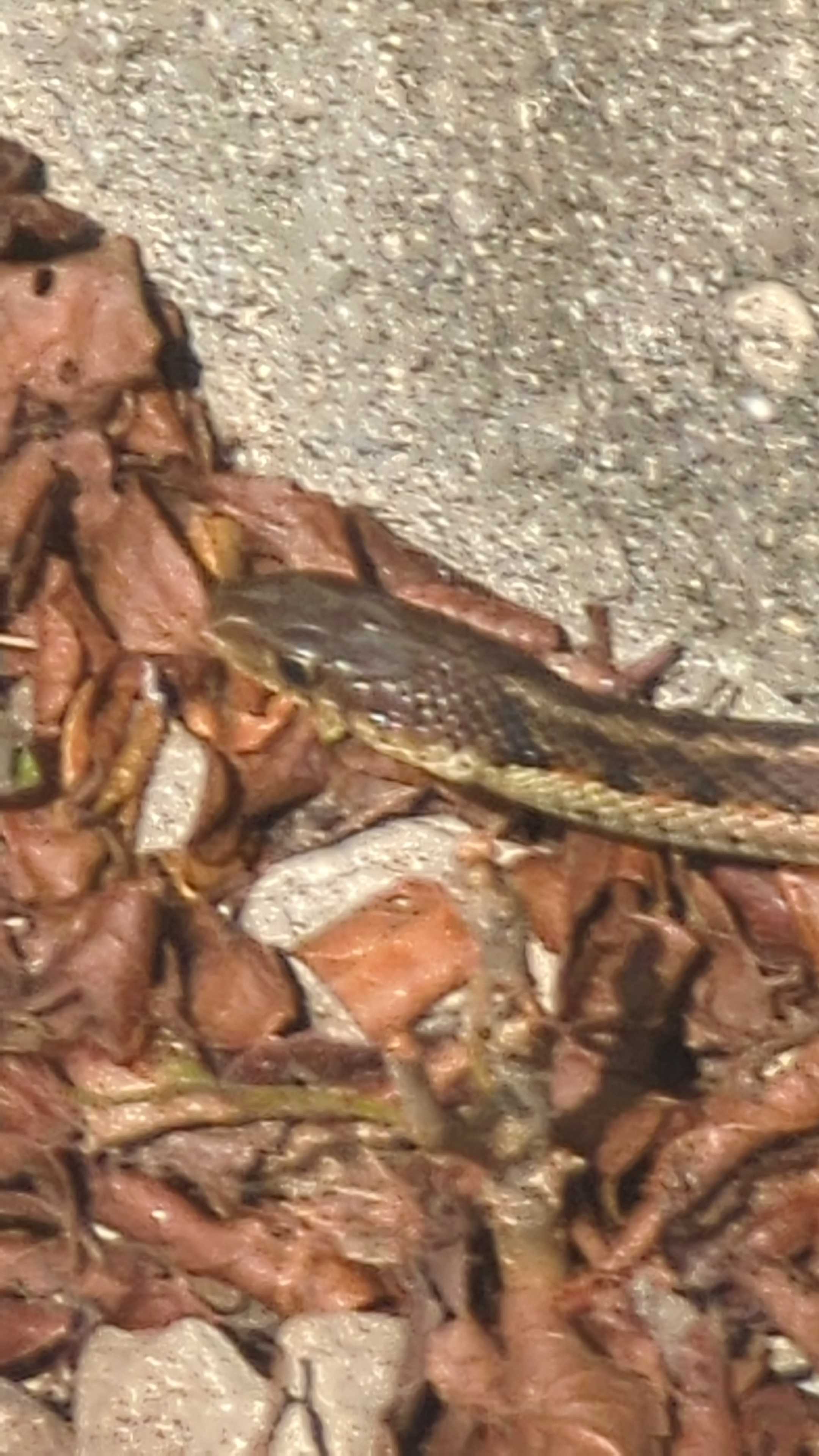 Original large image