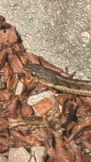 Resized image suitable for web