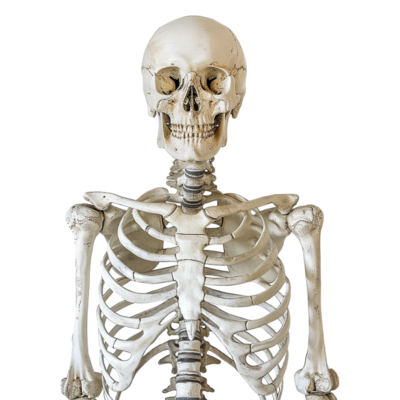 Skeleton